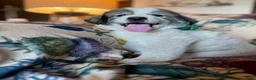 Great Pyrenees dogs for sale: Wilson - Ad 3