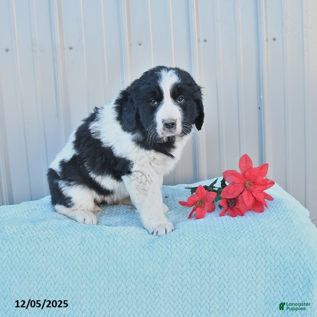 Mixed Breed dogs for sale: Cookie - Ad 1