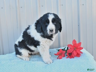 Mixed Breed dogs Cookie - Ad 3