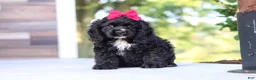 Cocker Spaniel dogs for sale: Sophie - Ad 4