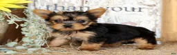 Morkie dogs for sale: Olive - Ad 8