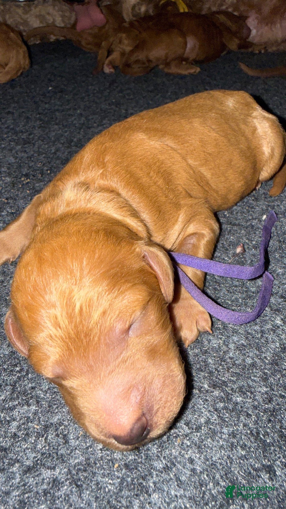 Standard Poodle dogs Purple  - Ad 23