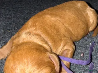 Standard Poodle dogs Purple - Ad 23