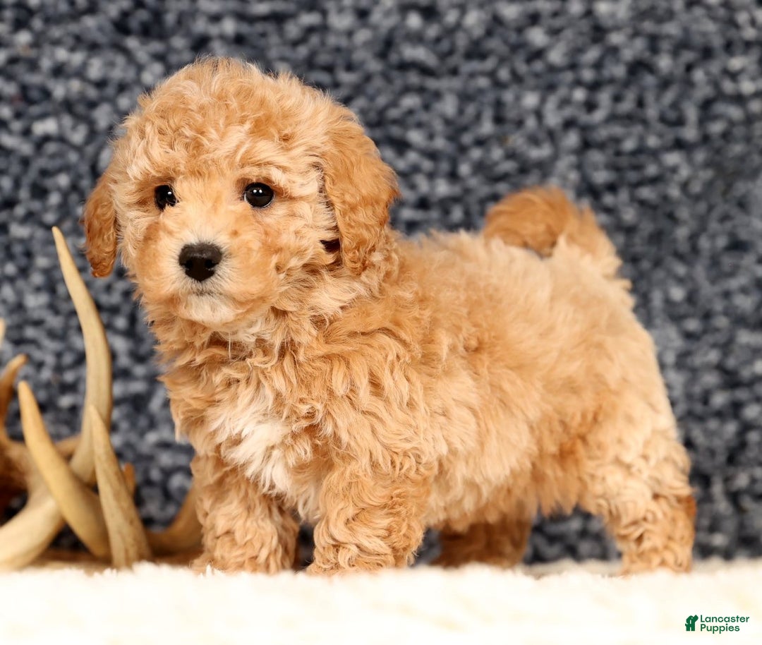 Bichpoo dogs for sale: Clint - Ad 7