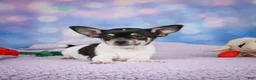 Chihuahua dogs for sale: OTIS - Ad 4