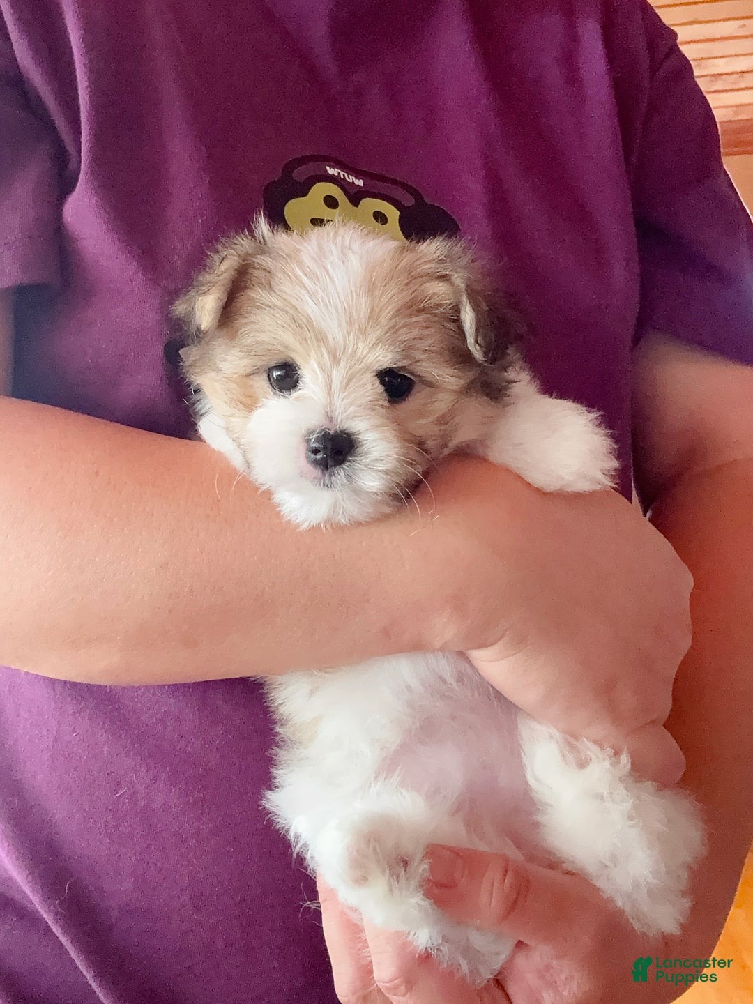 White Shih Tzu Pomeranian Maltese Mix 3+ Thousand Maltese Mix