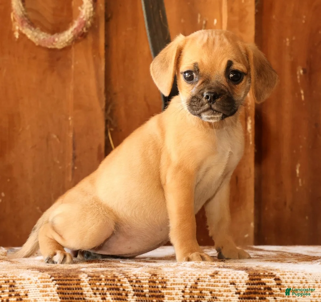 Puggle dogs for sale: GiGi - Ad 2