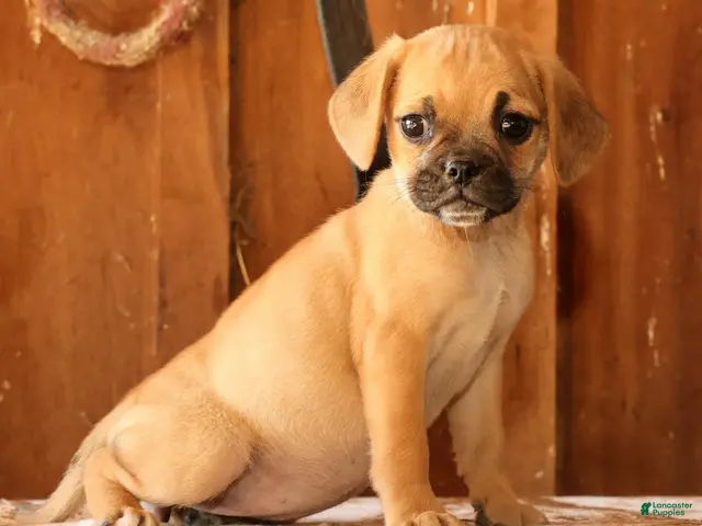 Puggle dogs for sale: GiGi - Ad 2