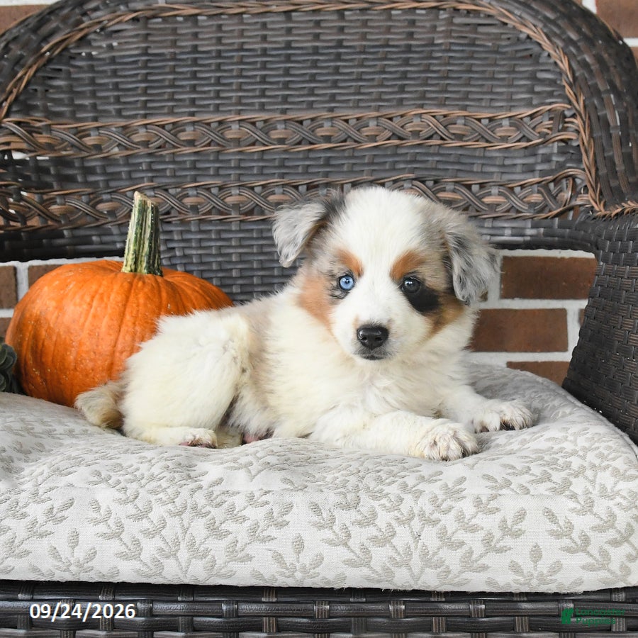 Miniature Australian Shepherd dogs Rue - Ad 2
