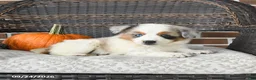 Miniature Australian Shepherd dogs for sale: Rue - Ad 2