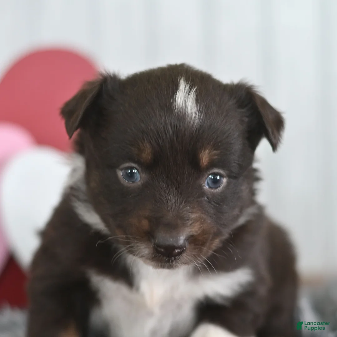 Miniature Australian Shepherd dogs for sale: Crystal  - Ad 3