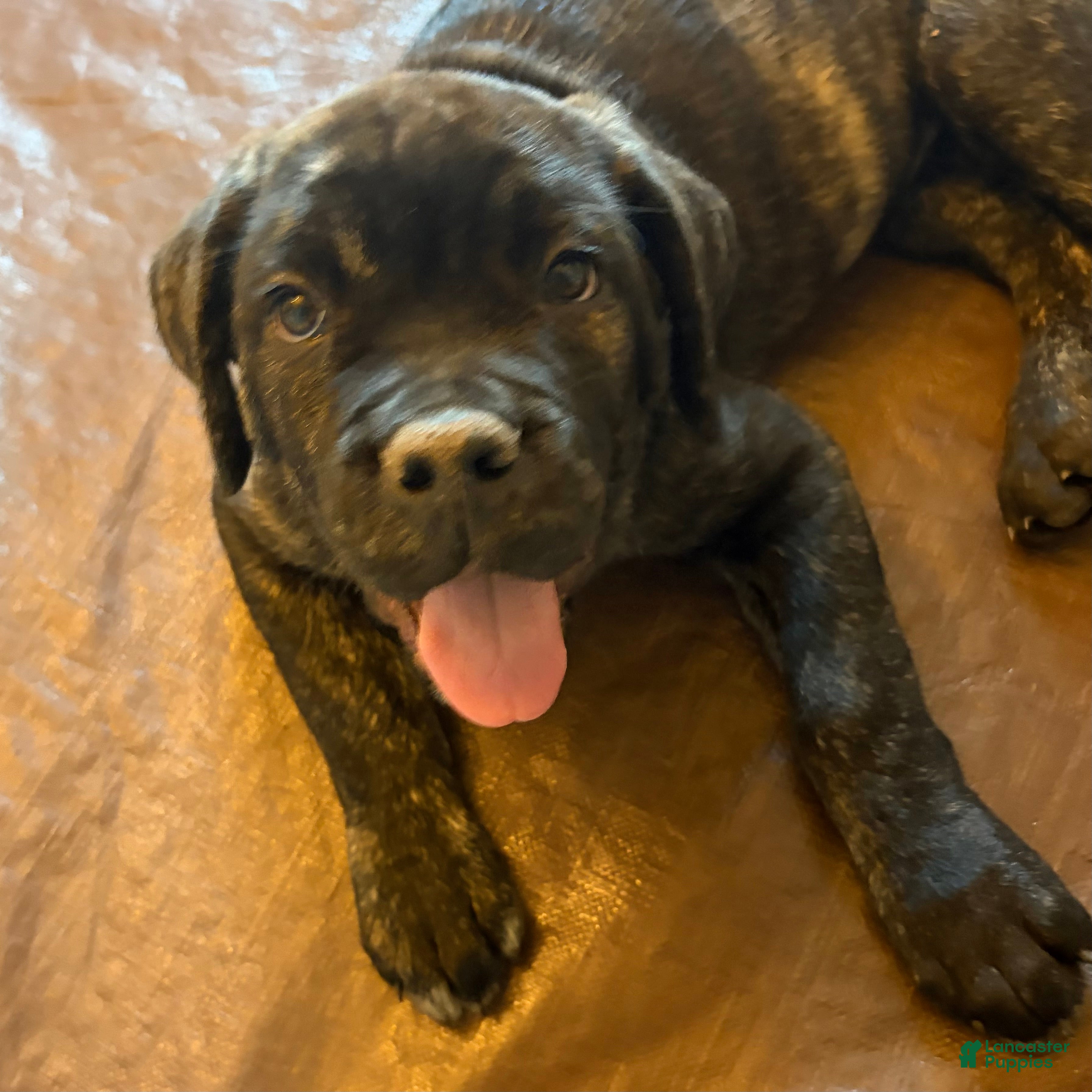 Cane Corso dogs "Bruiser" - Ad 1