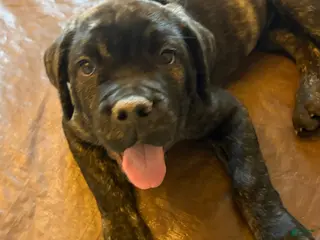 Cane Corso dogs for sale: "Bruiser" - Ad 3