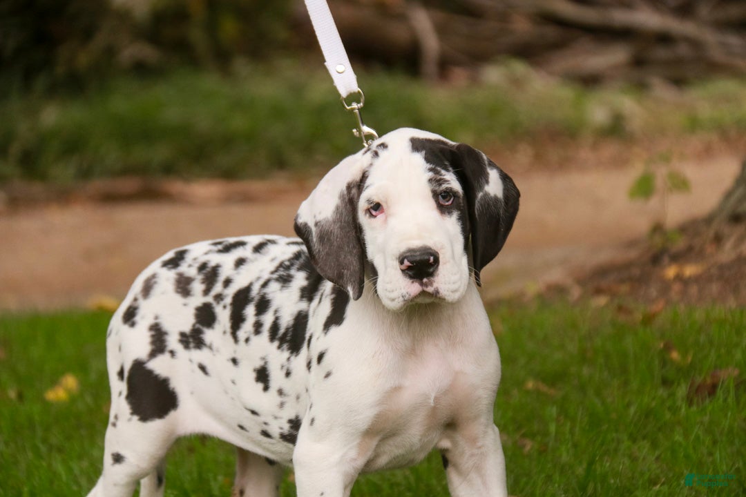 Great Dane dogs for sale: Carmen Great Dane  - Ad 2
