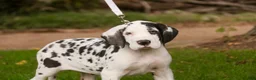 Great Dane dogs for sale: Carmen Great Dane  - Ad 1