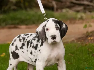Great Dane dogs Carmen Great Dane - Ad 1