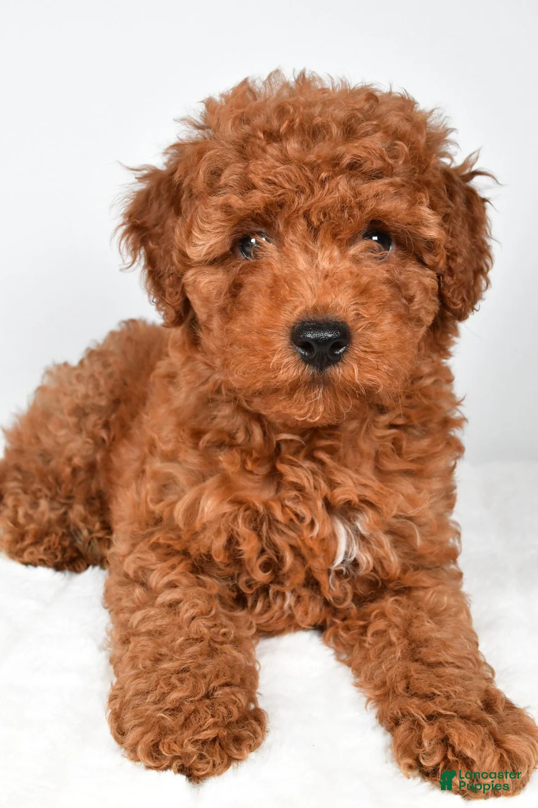 Miniature Poodle dogs for sale: Sammy - Ad 9