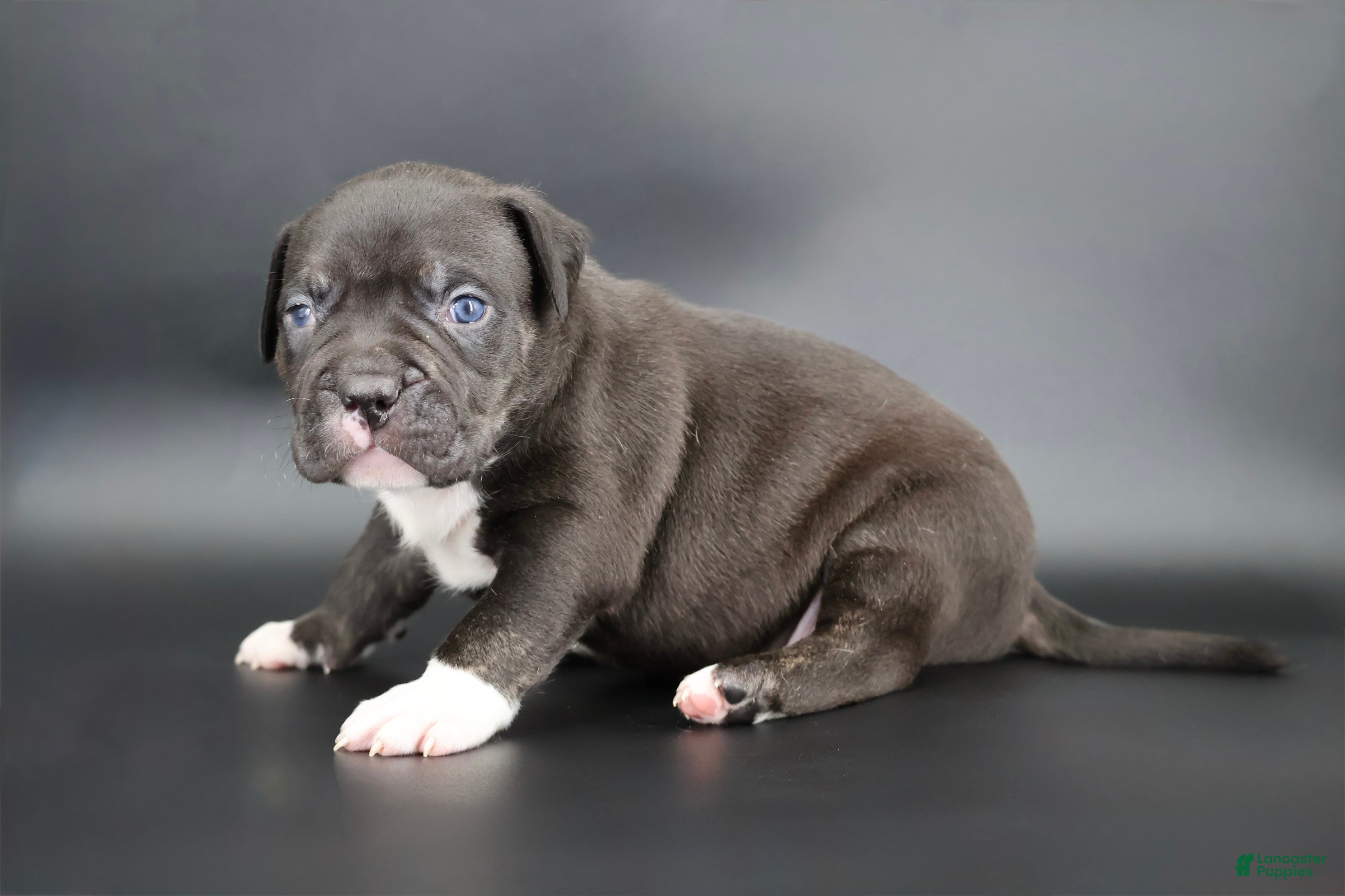 American Bully dogs Sterling - Ad 42