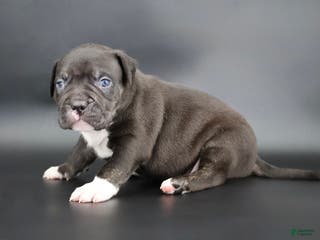 American Bully dogs Sterling - Ad 42