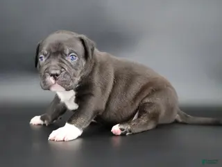 American Bully dogs Sterling - Ad 42