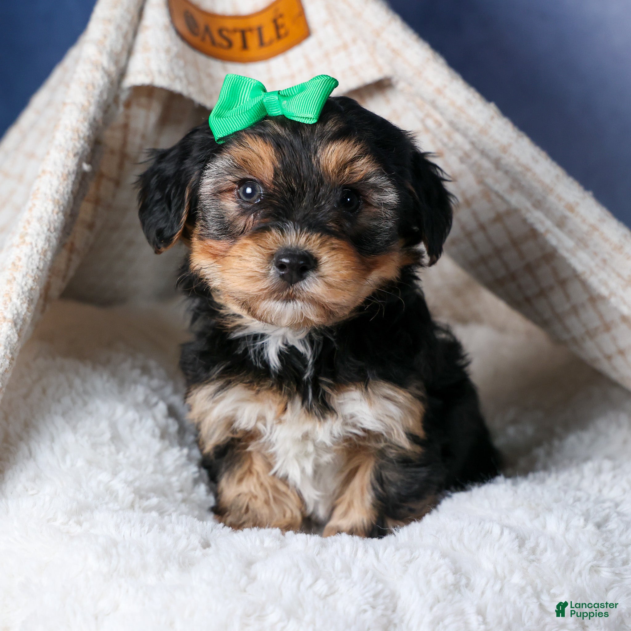 Yochon dogs MAX - Ad 13