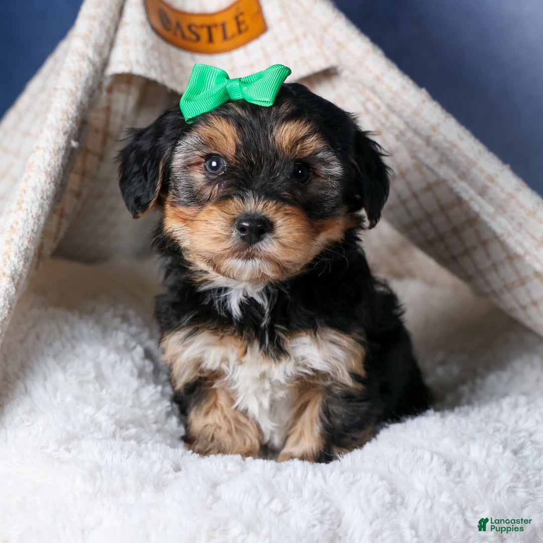 Yochon dogs for sale: MAX - Ad 1