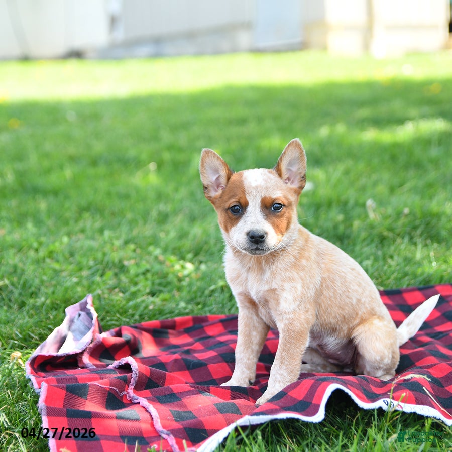 Australian Cattle Dog dogs Roxanne - Ad 2