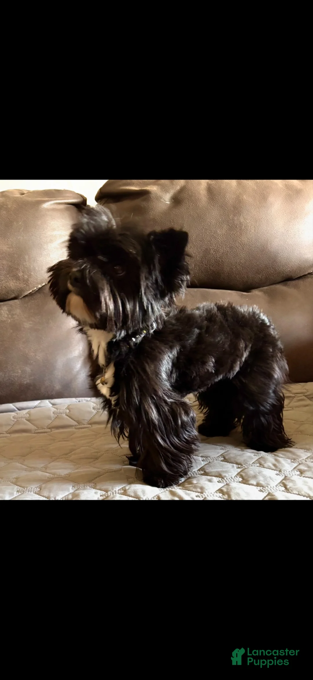 Yorkshire Terrier dogs for sale: Yorkshire Terrier 2 - Ad 3