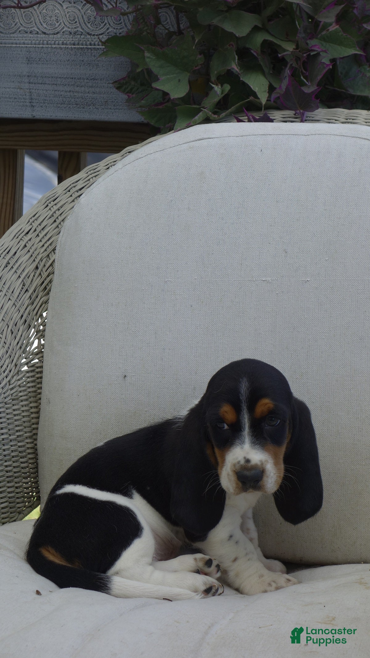 Basset Hound dogs Milo - Ad 1