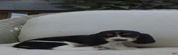 Basset Hound dogs for sale: Milo - Ad 1