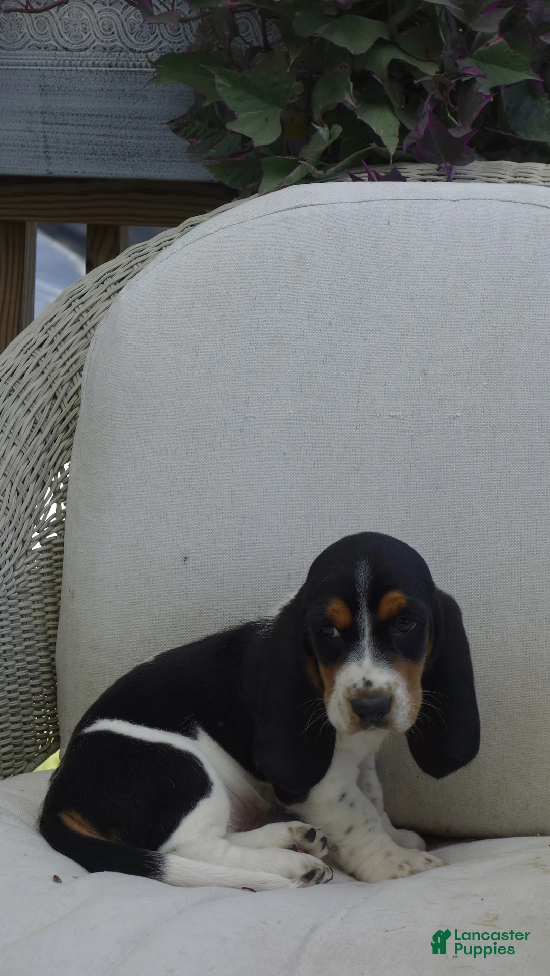 Basset Hound dogs for sale: Milo - Ad 1