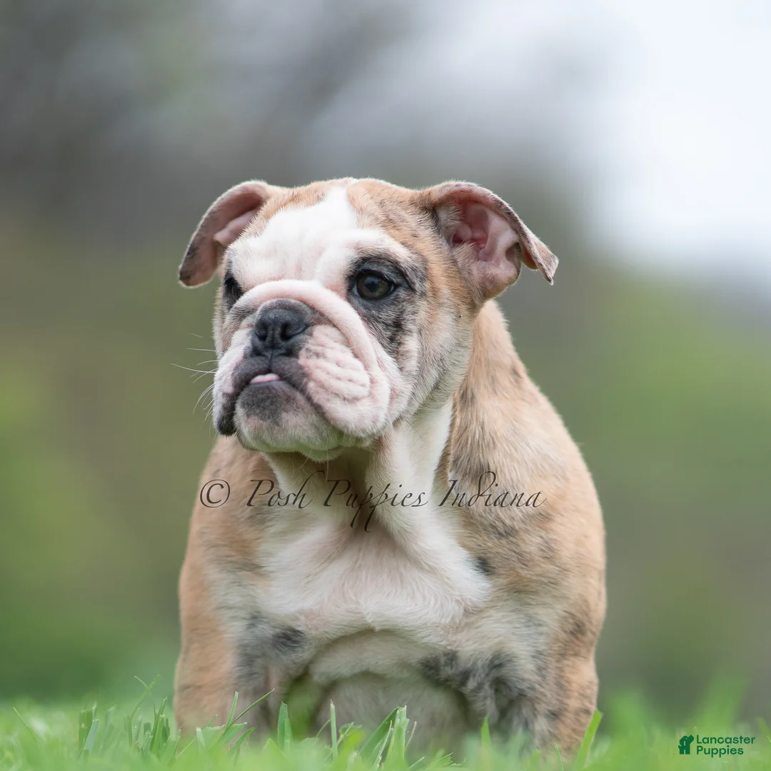 English Bulldog dogs for sale: Mater - Ad 113
