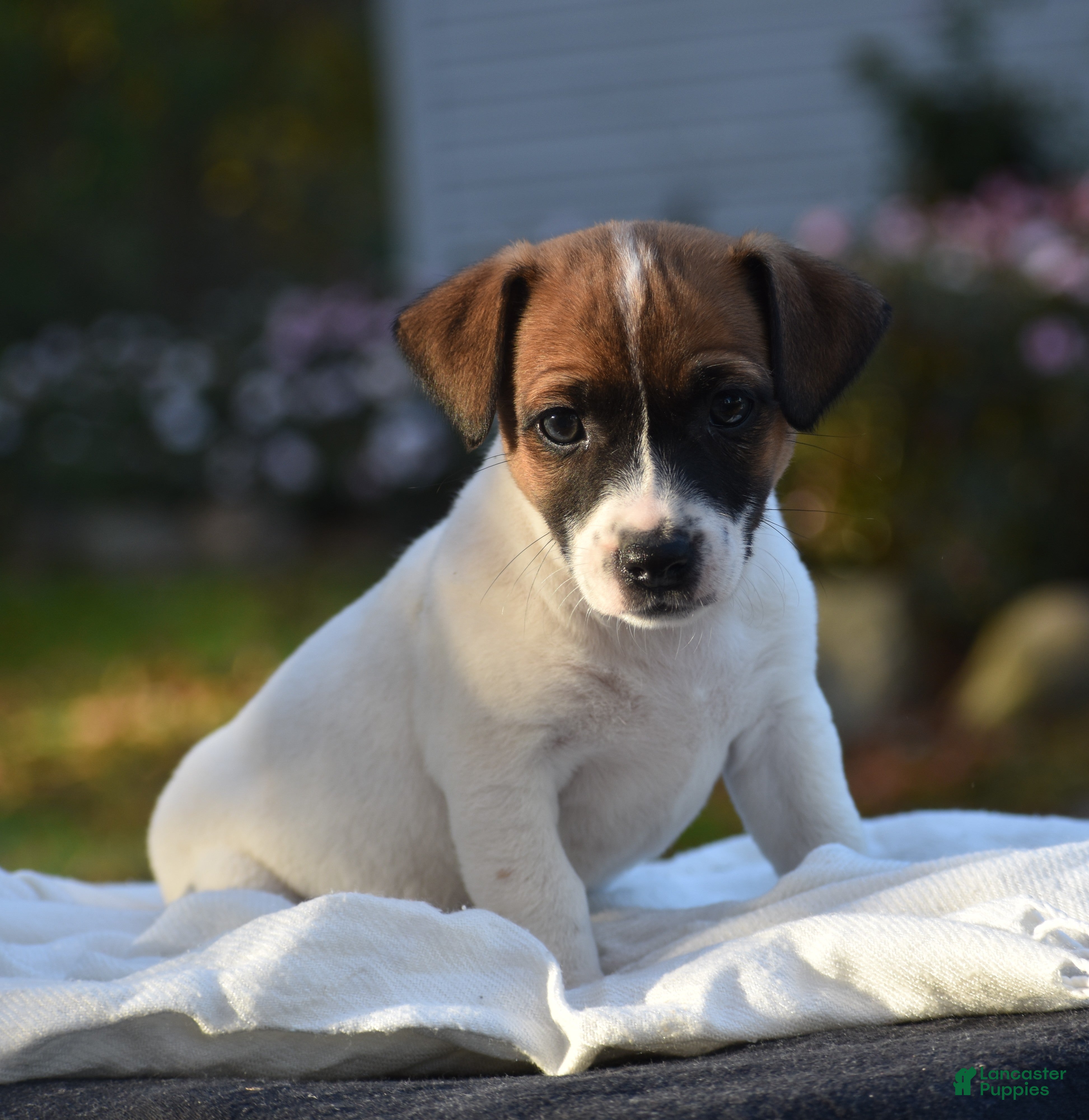 Jack Russell Terrier dogs for sale: Casey - Ad 41