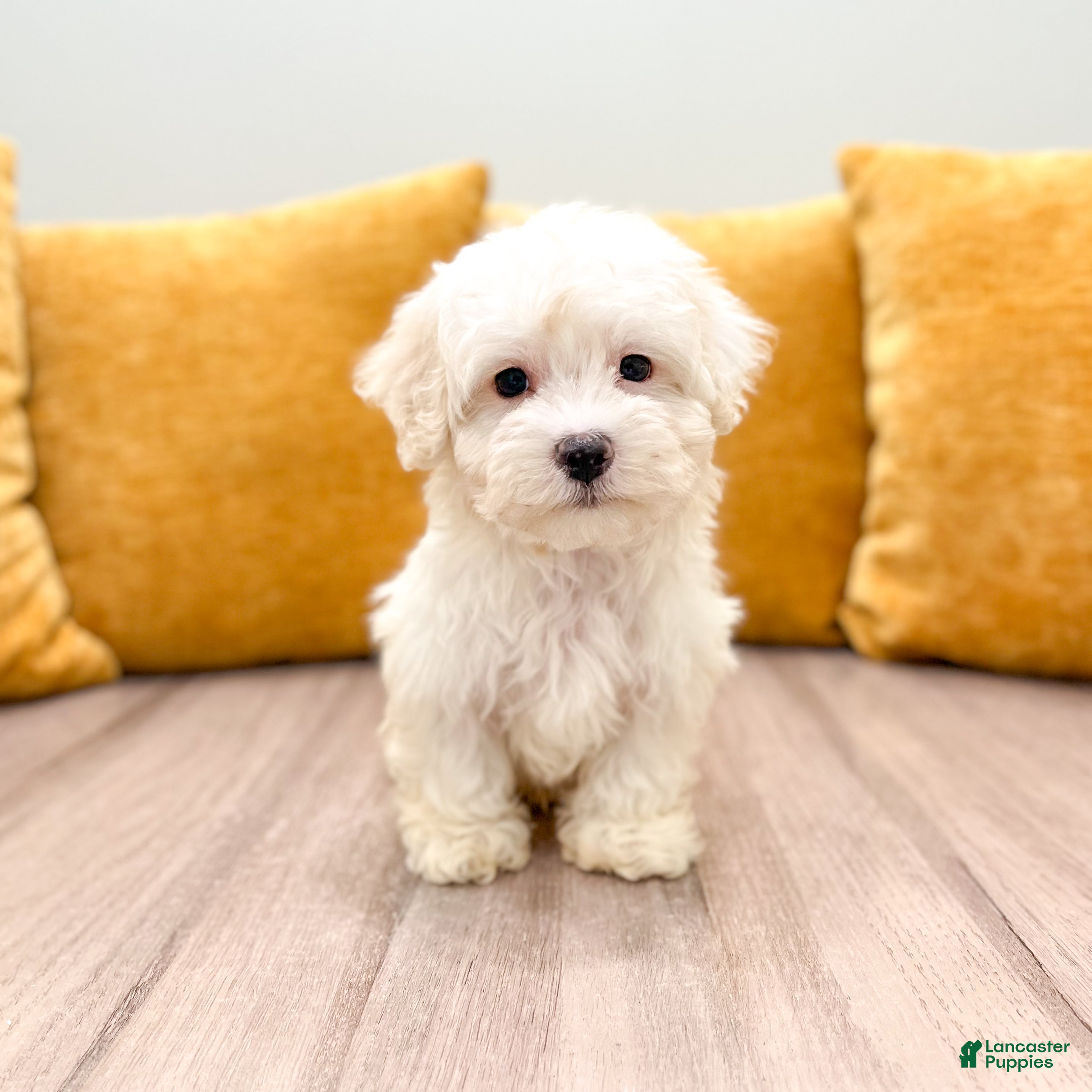 Havanese dogs Carl - Ad 1