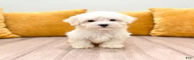 Carl