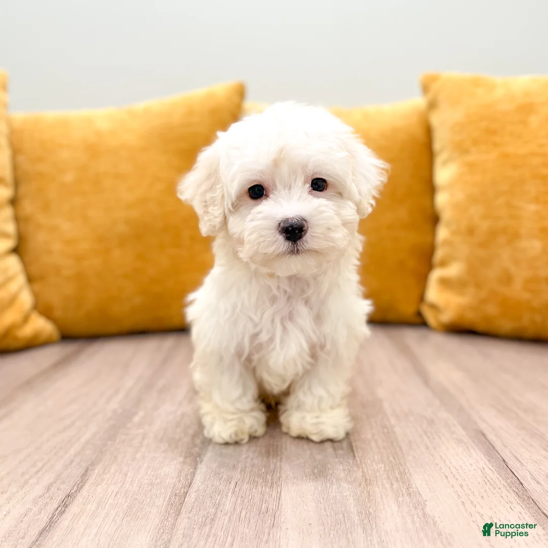 Havanese dogs for sale: Carl - Ad 1