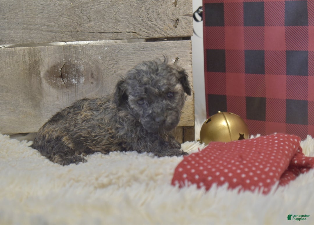 Toy Poodle dogs for sale: kent - Ad 9
