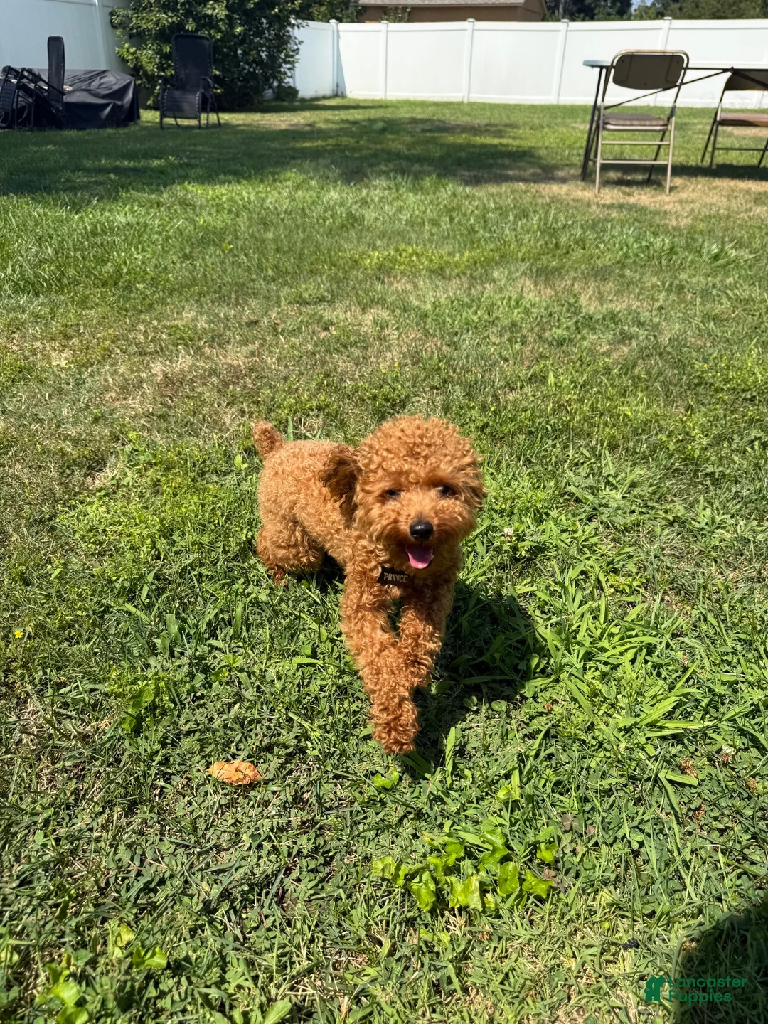Toy Poodle dogs for stud: Stud ONLY Toy poodle - Ad 4