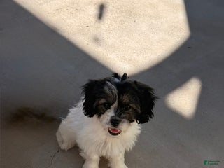 Mixed Breed dogs - Ad 18