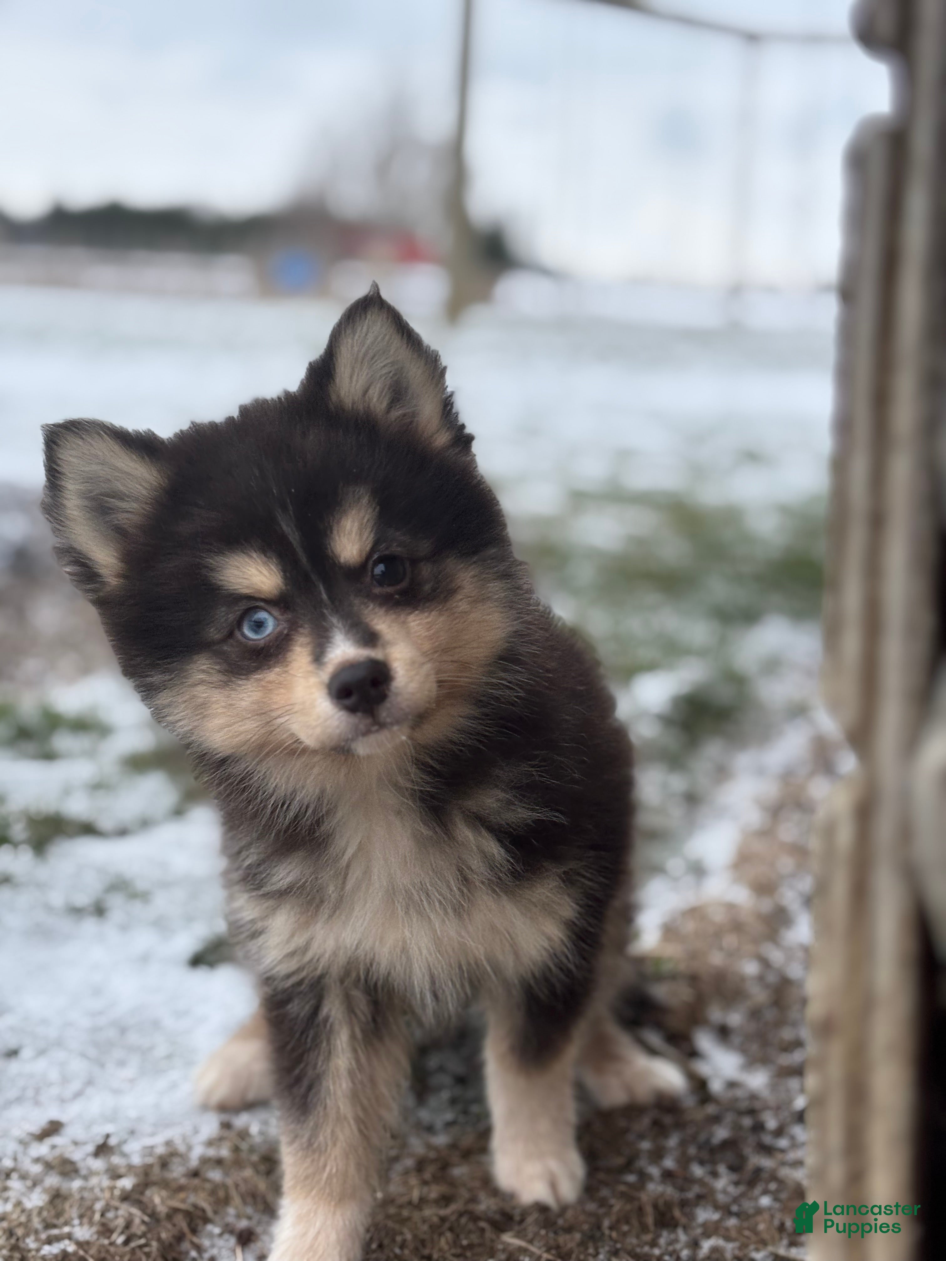 Pomsky dogs Christopher - Ad 1