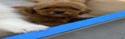 Mini Goldendoodle dogs for sale: TOY GOLDENDOODLE  - Ad 2