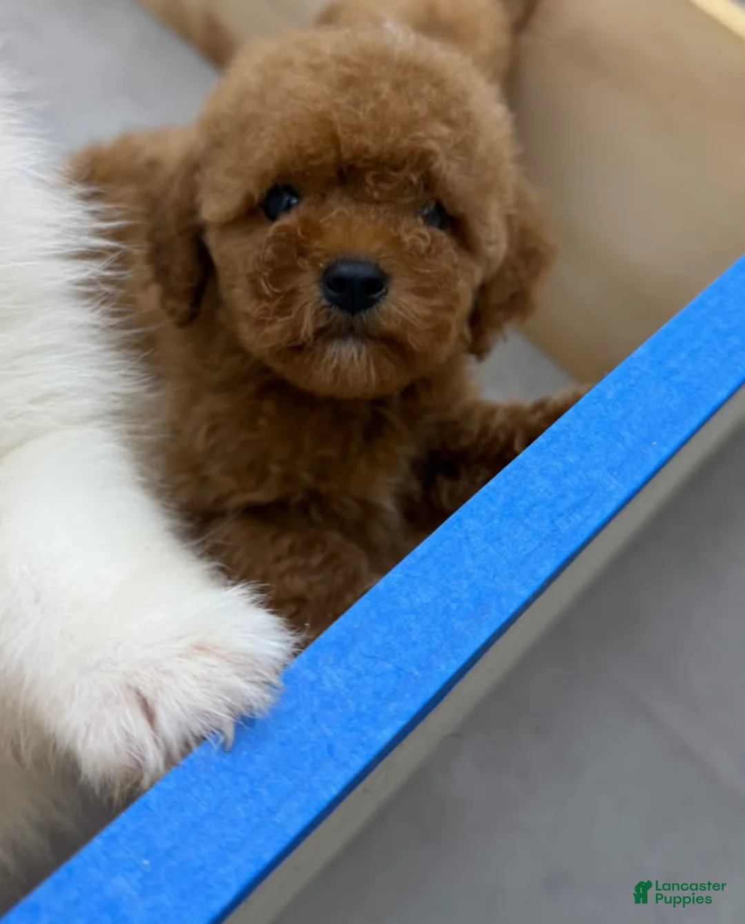 Mini Goldendoodle dogs for sale: TOY GOLDENDOODLE  - Ad 2