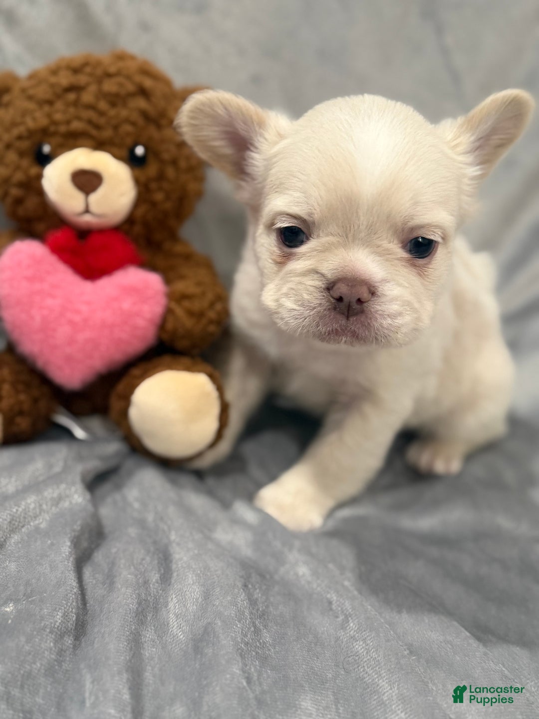 French Bulldog dogs for sale: Snow - Ad 2