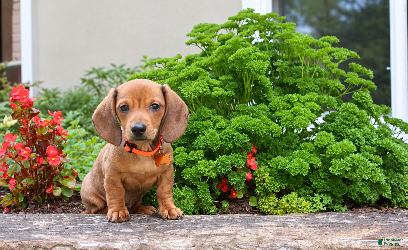 Miniature Dachshund dogs Miniature Dachshund 1 - Ad 1