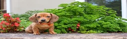 Miniature Dachshund dogs for sale: Miniature Dachshund 1 - Ad 1