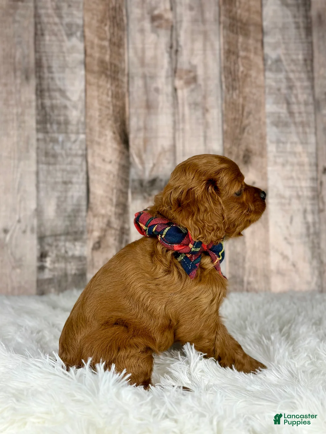 Cavapoo dogs for sale: Girl Dotty - 4936 - Ad 19