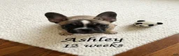 French Bulldog dogs for sale: Frankie - Ad 20