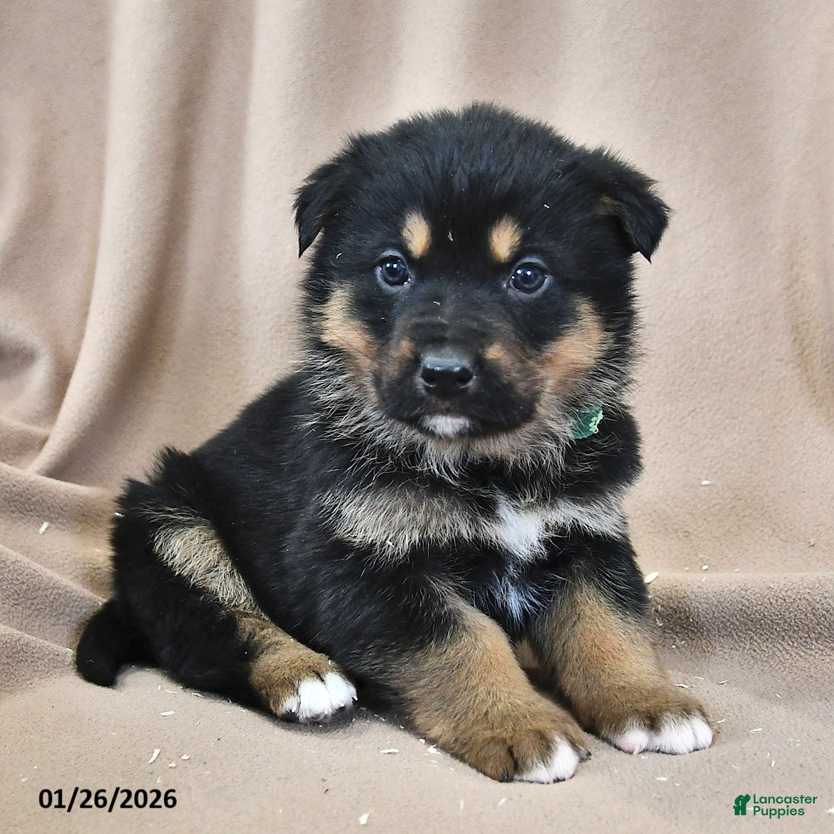 Mixed Breed dogs Max  - Ad 27