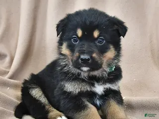 Mixed Breed dogs Max - Ad 30