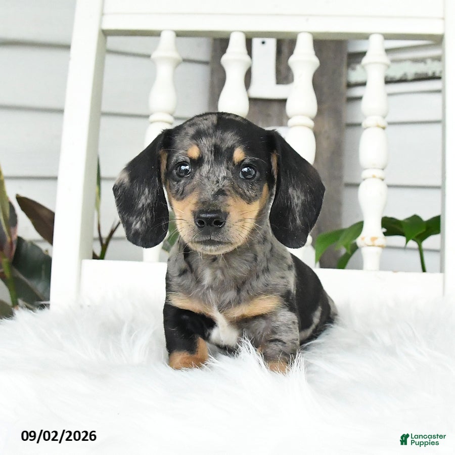 Dachshund dogs Tiger - Ad 1